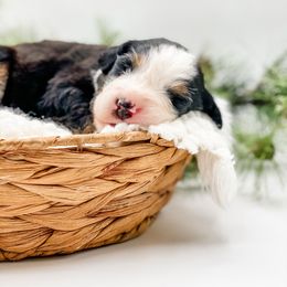 Fir (Gray Collar) - Black rust and white male Bernese Mountain Dog puppy in Hudson, Indiana from TurkeyCreek-K9
