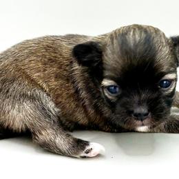 Jolene - Black sabled fawn female Chihuahua puppy in Westport, New York from Chantilly chihuahuas