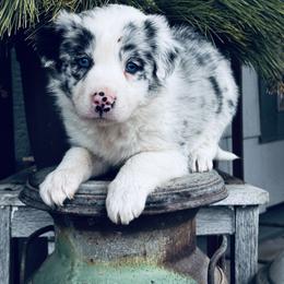 Trix x Latch - Girl 5 - Blue Merle - White and blue merle female Border Collie puppy in Minden, Iowa from Rocking N Registered Border Collies & Labradors