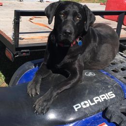 Labrador Retriever All Grown Up from Rocky Mountain Dogs - Utah