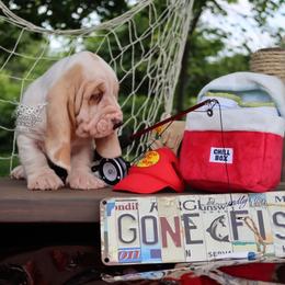 Prime - Red and white male Basset Hound puppy in Pollock, Missouri from Northstar
