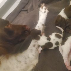 Kleine Munsterlander Puppies from Prairie State Kennel
