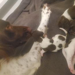Kleine Munsterlander Puppies from Prairie State Kennel