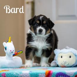 Bard - Black tri-color female Australian Shepherd puppy in Benton City, Washington from Eventide Australian Shepherds