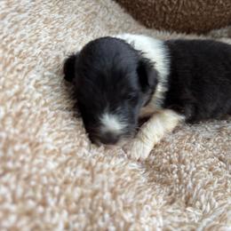 Tri Male 1 - Black white and tan male Shetland Sheepdog puppy in Shirley, Arkansas from Lucky Pups