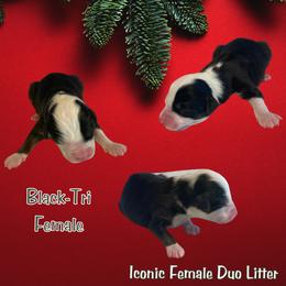 Miniature Australian Shepherd Puppies from Mini Aussie Finery