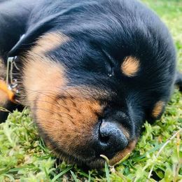 Rottweiler Puppies from Lexi’s Dream