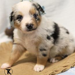 Tinsley- BMF - Blue merle female Australian Shepherd puppy in Nacogdoches, Texas from TK Standard, Mini, & Toy Aussies