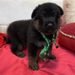 Wilhelm - Black and red male German Shepherd puppy in Yorkville, Illinois from Vom Archbold Haus World Class German Shepherds