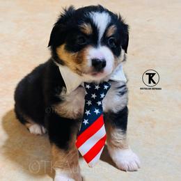 Myers- BTM1 - Black tri male Toy Australian Shepherd puppy in Nacogdoches, Texas from TK Standard, Mini, & Toy Aussies