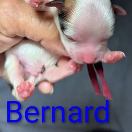 Bernard - White male Havanese puppy in Spring Lake, Michigan from Chaenzo