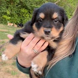 Joanna - Black tri-color female Australian Shepherd puppy in Nicholasville, Kentucky from Sugar Creek Aussies