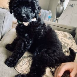 Annie - Goldendoodle