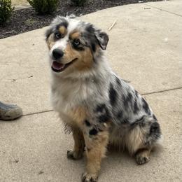 Violet - Miniature Australian Shepherd
