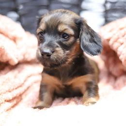 Cleo - Cream female Dachshund puppy in Eaton, Ohio from Miniature Alphas Dachshunds