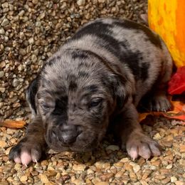 Boy 4 - Blue merle male Catahoula Leopard Dog puppy in Gadsden, Alabama from Rich Cat’s