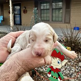 Cream - White female Bernedoodle puppy in Holt, Missouri from Mindys Doodles