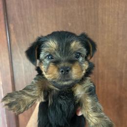 Libbies blue - Black and tan male Yorkshire Terrier puppy in Hardeeville, South Carolina from Pups of the Lowcountry