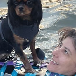 Cavalier King Charles Spaniel Puppies from Boyd Cavalier Puppies