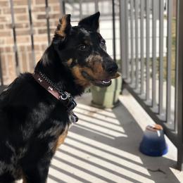 Beauceron and Doberman Pinscher Puppies from Elitehaus