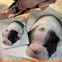 Chrissie - Blue female Boston Terrier puppy in Brazos Point, Texas from TX Southern Belle Boston Terriers