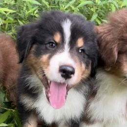 Miniature American Shepherds and Miniature Australian Shepherds from Rustlingrass Miniature American Shepherds
