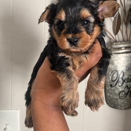 Spanky 1500 - Black and tan male Yorkshire Terrier puppy in Gastonia, North Carolina from Banks Dynasty Kennel
