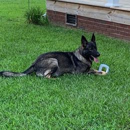 German Shepherd All Grown Up from T'S SHEPHERDS