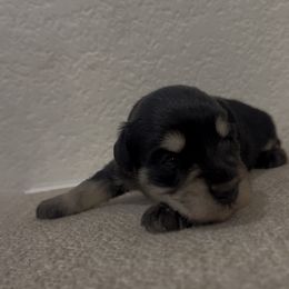 Girl 1 - Black and silver female Miniature Schnauzer puppy in Seagoville, Texas from JC miniature schnauzers