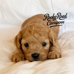 Carlos - Red male Cavapoo puppy in Nashville, Arkansas from Rocky Road Puppies