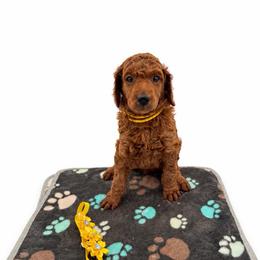 Marigold - Red  female Poodle puppy in Mount Vernon, Illinois from AMC Poodles