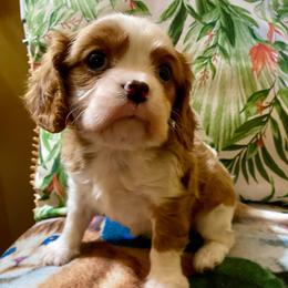 Cupid - Blenheim male Cavalier King Charles Spaniel puppy in Fort White, Florida from Animal Encore’s Cavalier King Charles Spaniels