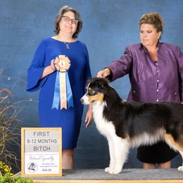 Australian Shepherd All Grown Up from Thunder River