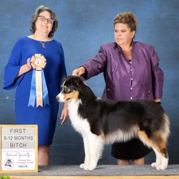 Australian Shepherd All Grown Up from Thunder River