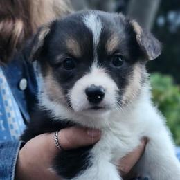 Clover - Black and tan female Pembroke Welsh Corgi puppy in Sidney, Ohio from Cozy Corgi Ranch