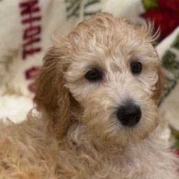 MILLIE - Apricot female Goldendoodle puppy in Maricopa, Arizona from AZ Designer Goldendoodles