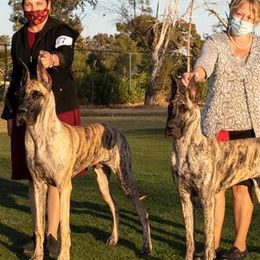 Great Danes from SteelRose Great Danes