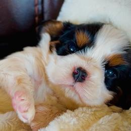 AKC Charlie - Tri-color male Cavalier King Charles Spaniel puppy in Port Angeles, Washington from God Speed Paws