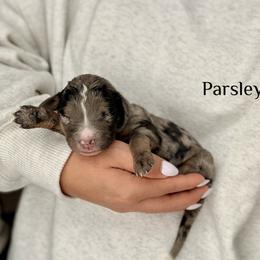 Parsely - Merle male Bernedoodle puppy in Pennsylvania from Bells Bernedoodles