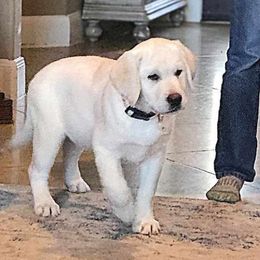 Luna - Yellow Labrador Retriever puppy in Texas from Mystic Pines Labradors