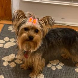 Lucy - Yorkshire Terrier
