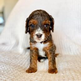 Maverick - Purple Boy - Merle male Cavapoo puppy in Highland, Utah from Angel Pups Deluxe