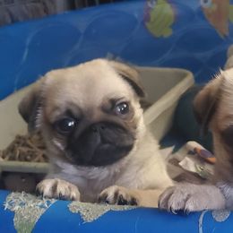 Miniature Schnauzers and Pugs from Blue Haven Stable