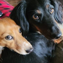 Dachshunds from Walkers Weiners