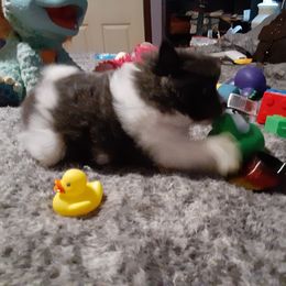 Pomeranian Puppies from Fuzzybutt Poms of Alabama