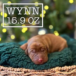 Wynn - Yellow female Labrador Retriever puppy in Puyallup, Washington from 12 Door Farm Labradors