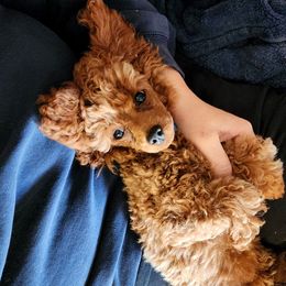 Poodle Puppies from Poodles Perfected