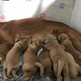 Golden Retriever Puppies from Golden heaven puppies