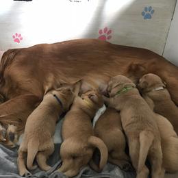 Golden Retriever Puppies from Golden heaven puppies