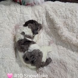 Snowflake - Parti female Poodle puppy in Osage Beach, Missouri from Pups Are Us